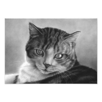 Lazy Afternoons Cat Photo Print Foto Afdruk