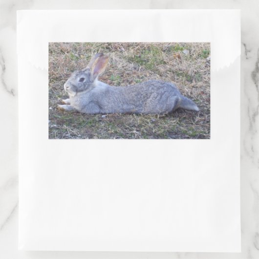 Lazy Bunny Stickers (Tas)