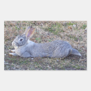 Lazy Bunny Stickers
