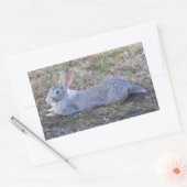 Lazy Bunny Stickers (Envelop)