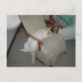 Lazy Cat Briefkaart (Voorkant)