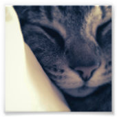 Lazy Cat Foto Afdruk (Voorkant)