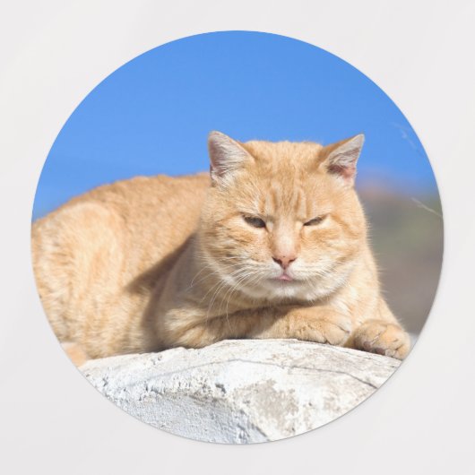 Lazy cat labels (Design 1)