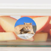 Lazy cat labels (Aangebracht)