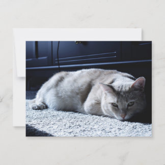 Lazy Cat Napping Briefkaart
