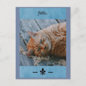 Lazy Cat Say's Hallo Briefkaart (Voorkant)