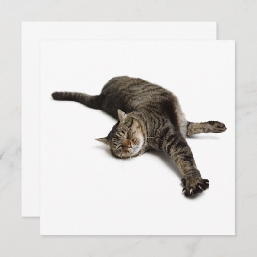 Lazy Cat Stretching Aankondiging (Voorkant / Achterkant)