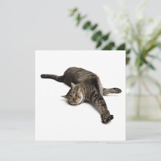 Lazy Cat Stretching Aankondiging (Staand voorkant)