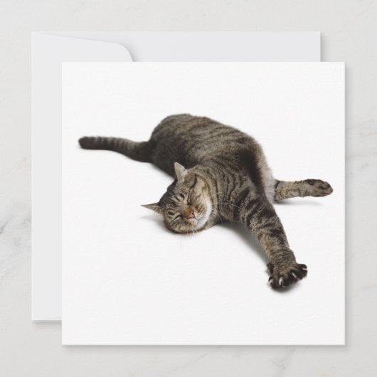 Lazy Cat Stretching Aankondiging (Voorkant)