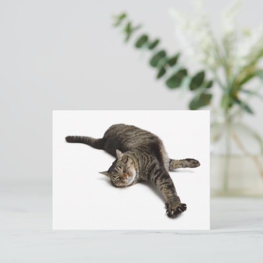 Lazy Cat Stretching Briefkaart (Staand voorkant)