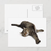Lazy Cat Stretching Briefkaart (Voorkant / Achterkant)