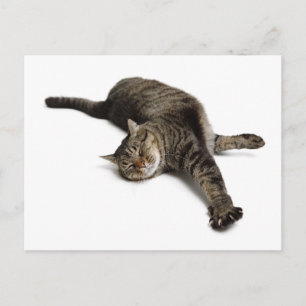 Lazy Cat Stretching Briefkaart