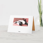 Lazy Cats 2 Foto Wenskaart - Cat Naps Kaart (Achterkant)