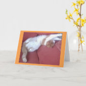 Lazy Cats 2 Foto Wenskaart - Cat Naps Kaart (Gele Bloem)