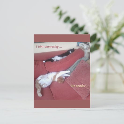 Lazy Cats Fun Briefkaart - Catnap (Staand voorkant)