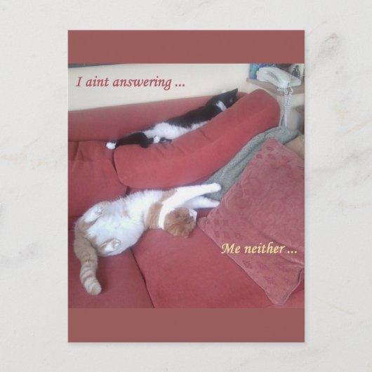 Lazy Cats Fun Briefkaart - Catnap (Voorkant)