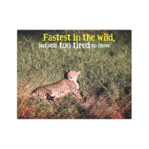 Lazy cheetah foto