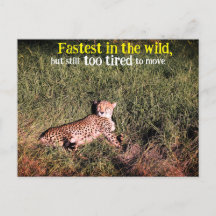 Lazy cheetah foto