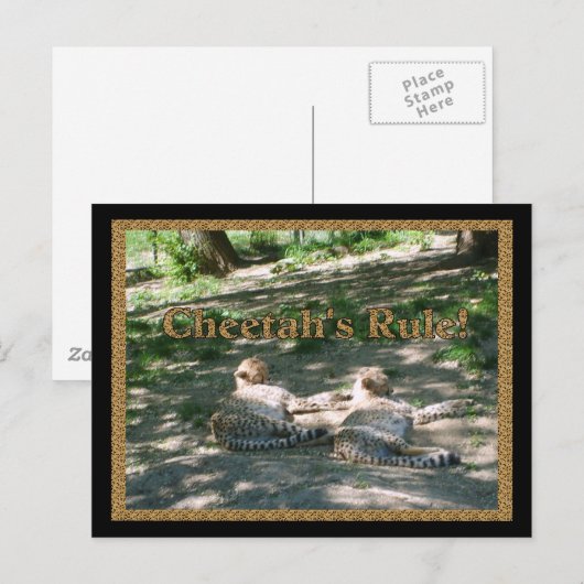 Lazy Cheetahs Briefkaart (Voorkant / Achterkant)