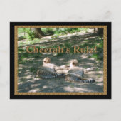Lazy Cheetahs Briefkaart (Voorkant)