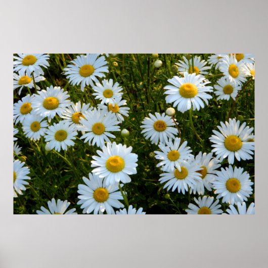 Lazy Daisy Aftermiddag Poster (Voorkant)