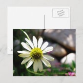 Lazy Daisy Summer Day Briefkaart (Voorkant / Achterkant)
