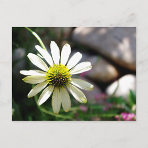 Lazy Daisy Summer Day Briefkaart