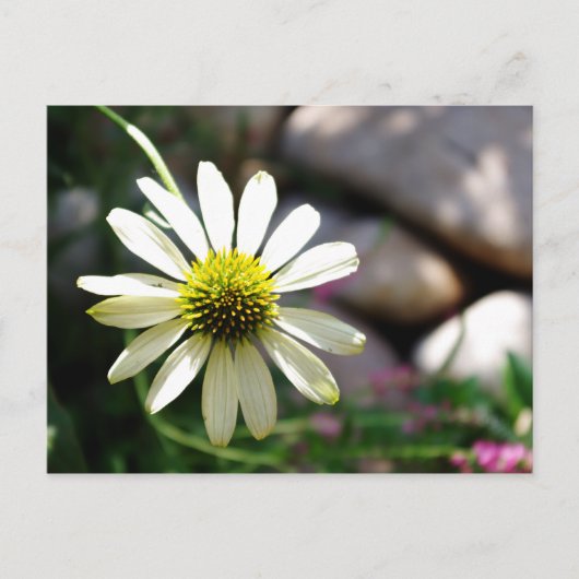 Lazy Daisy Summer Day Briefkaart (Voorkant)