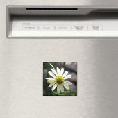 Lazy Daisy Summer Day Magnet (Insitu (Vaatwasser))