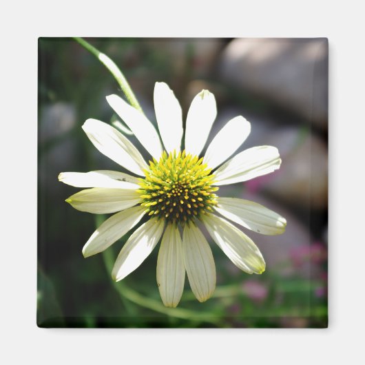 Lazy Daisy Summer Day Magnet (Voorkant)