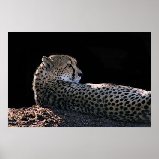 Lazy Days Poster (Voorkant)