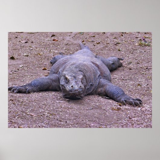 Lazy Dragon Lying Out Poster (Voorkant)