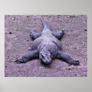 Lazy Dragon Poster