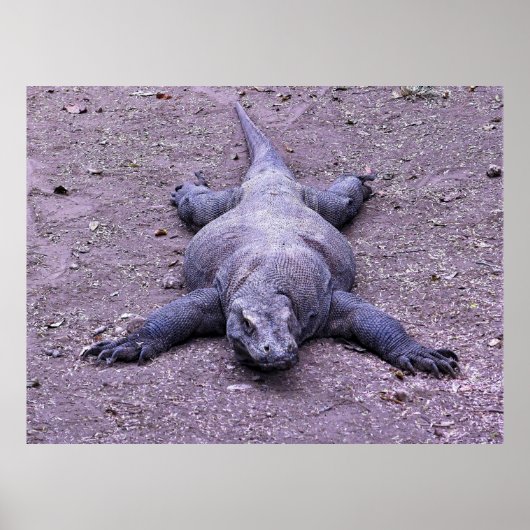 Lazy Dragon Poster (Voorkant)