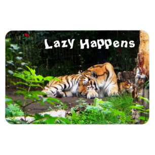 Lazy gebeurt in Siberian Tiger Magneet