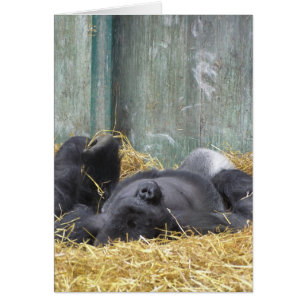Lazy Gorilla Card