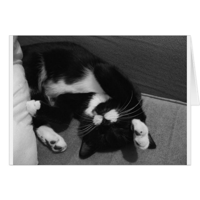 Lazy Kitten (Voorkant Horizontaal)