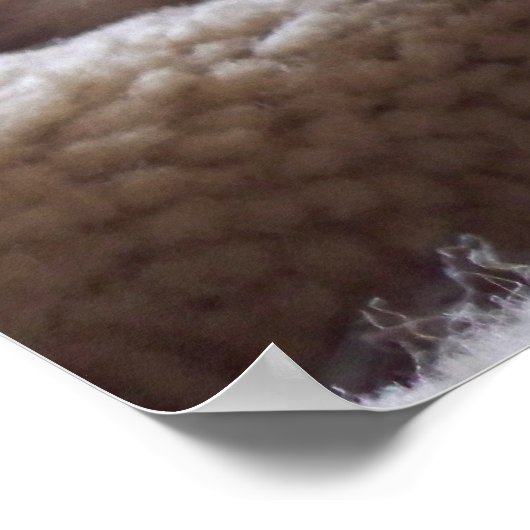 Lazy Kitten, Bengal Siamese Kat Foto 24x20 Poster (Hoek)