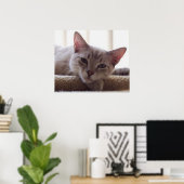 Lazy Kitten, Bengal Siamese Kat Foto 24x20 Poster (Thuiskantoor)