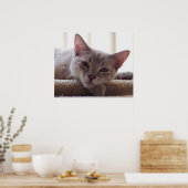 Lazy Kitten, Bengal Siamese Kat Foto 24x20 Poster (Keuken)