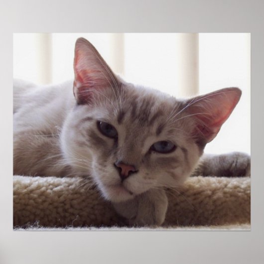 Lazy Kitten, Bengal Siamese Kat Foto 24x20 Poster (Voorkant)
