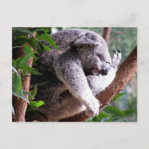 Lazy Koala Briefkaart