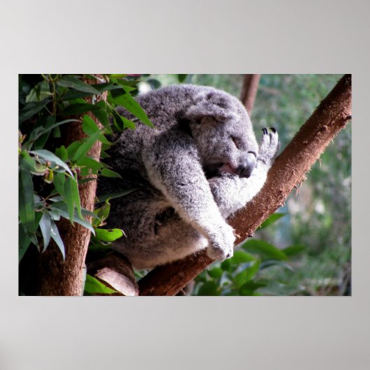 Lazy Koala Poster (Voorkant)