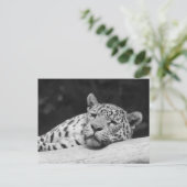 "Lazy Leopard" Briefkaart (Staand voorkant)