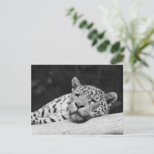 "Lazy Leopard" Briefkaart (Staand voorkant)