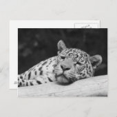"Lazy Leopard" Briefkaart (Voorkant / Achterkant)