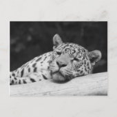 "Lazy Leopard" Briefkaart (Voorkant)