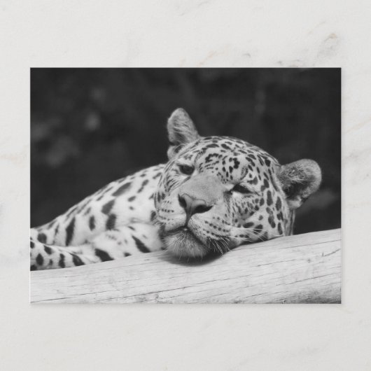 "Lazy Leopard" Briefkaart (Voorkant)