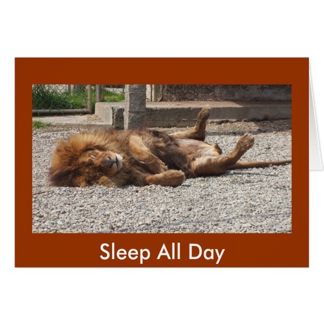 Lazy Lion (Voorkant Horizontaal)