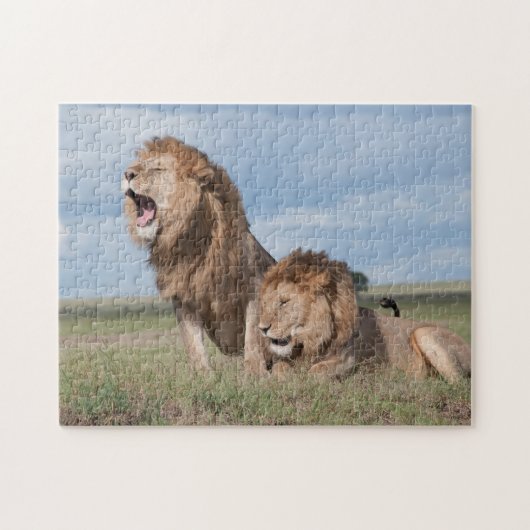 Lazy Lion Brothers op de Savannah Legpuzzel (Horizontaal)